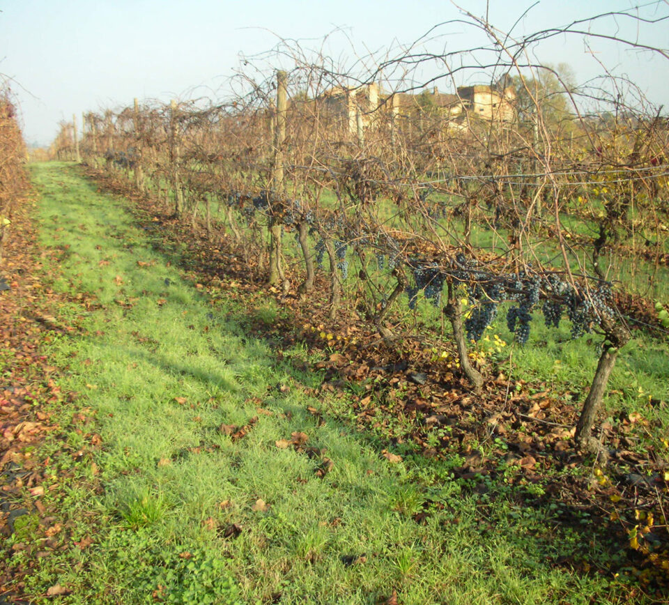 vigneto